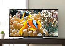 東芝 TOSHIBA 液晶テレビ 55C340X の通販 - カテゴリ：テレビ
