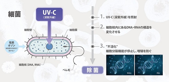 UV-C（深紫外線）の除菌・不活化のしくみ