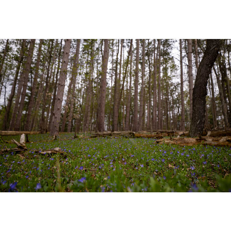 シグマ シグマ カメラレンズ  (ソニーE用/フルサイズ対応) Contemporary 16-28mm F2.8 DG DN Contemporary 16-28mm F2.8 DG DN