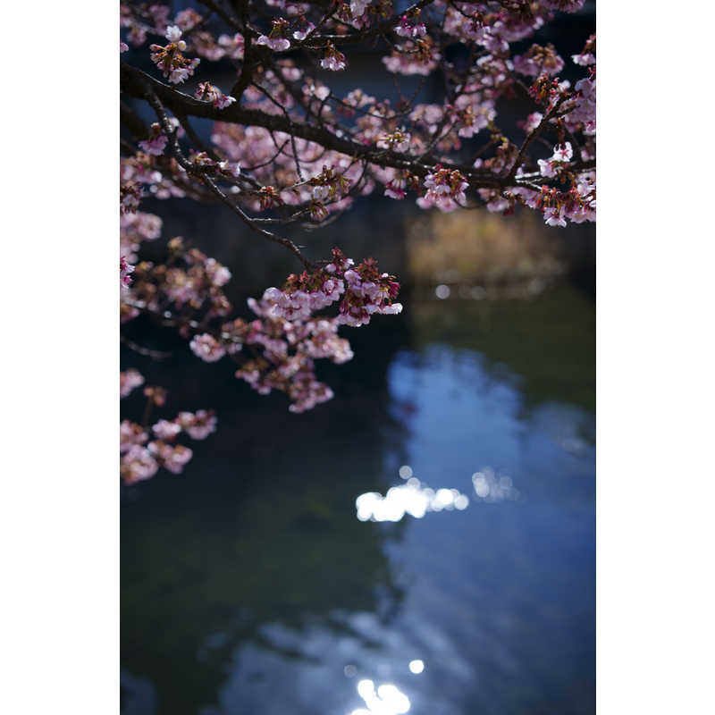 シグマ シグマ カメラレンズ  (ソニーE用/フルサイズ対応) Art 50mm F1.4 DG DN Art 50mm F1.4 DG DN
