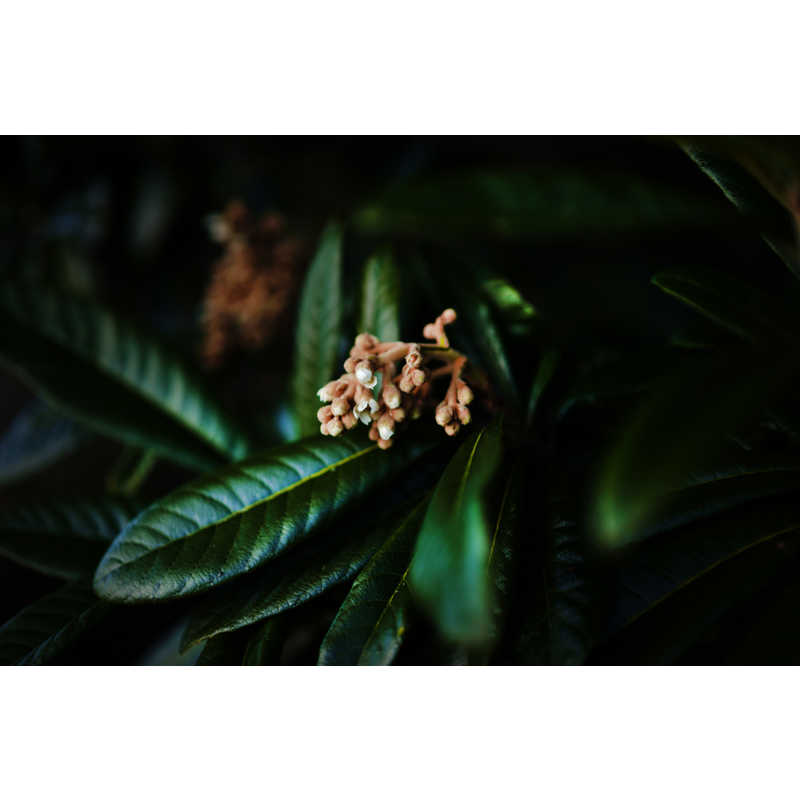 シグマ シグマ カメラレンズ  (ソニーE用/フルサイズ対応) Art 50mm F1.4 DG DN Art 50mm F1.4 DG DN