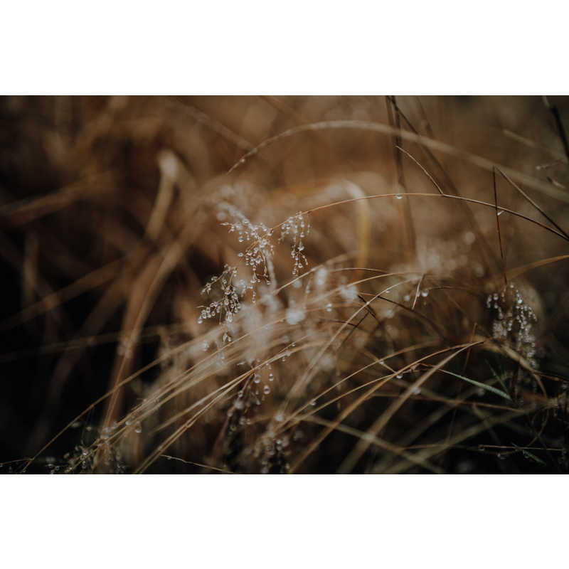 シグマ シグマ カメラレンズ  (ソニーE用/フルサイズ対応) Art 50mm F1.4 DG DN Art 50mm F1.4 DG DN