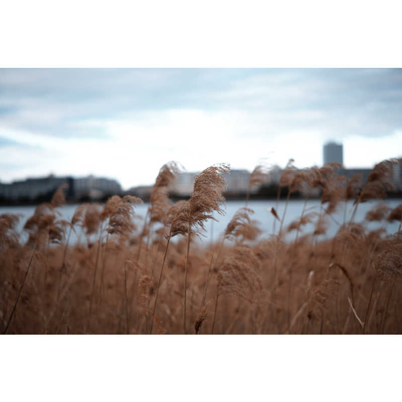 シグマ シグマ カメラレンズ  (ライカSL/TL用) Art 50mm F1.4 DG DN Art 50mm F1.4 DG DN