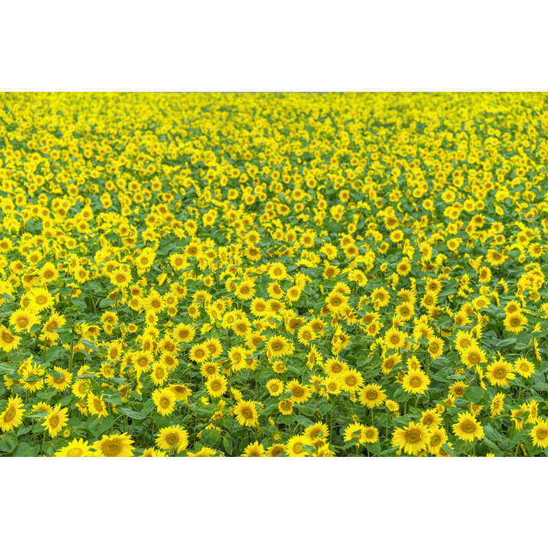 シグマ シグマ カメラレンズ  (ライカSL/TL用) Art 85mm F1.4 DG DN Art 85mm F1.4 DG DN