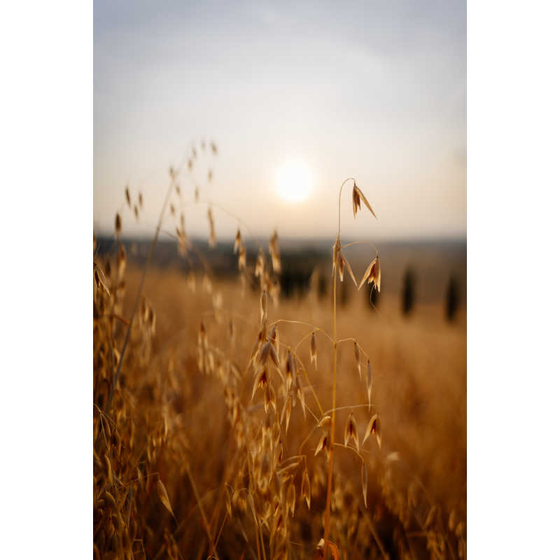 シグマ シグマ カメラレンズ  (ソニーE用/フルサイズ対応) Art 24mm F1.4 DG DN Art 24mm F1.4 DG DN