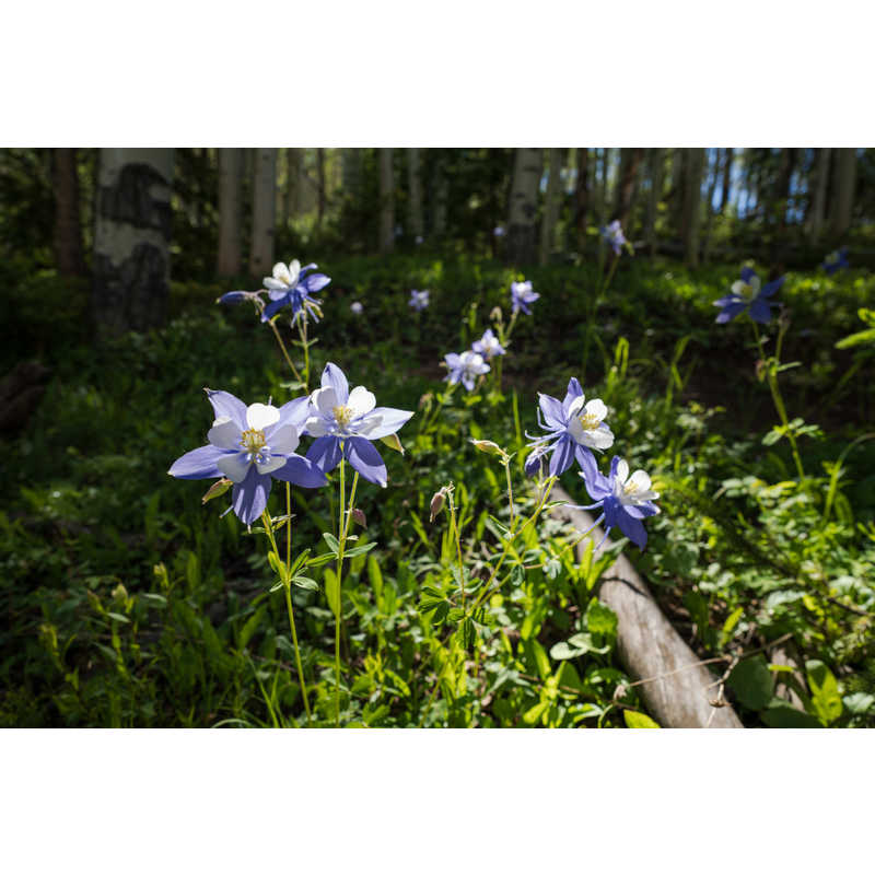 シグマ シグマ カメラレンズ  (ソニーE用/フルサイズ対応) Art 24mm F1.4 DG DN Art 24mm F1.4 DG DN