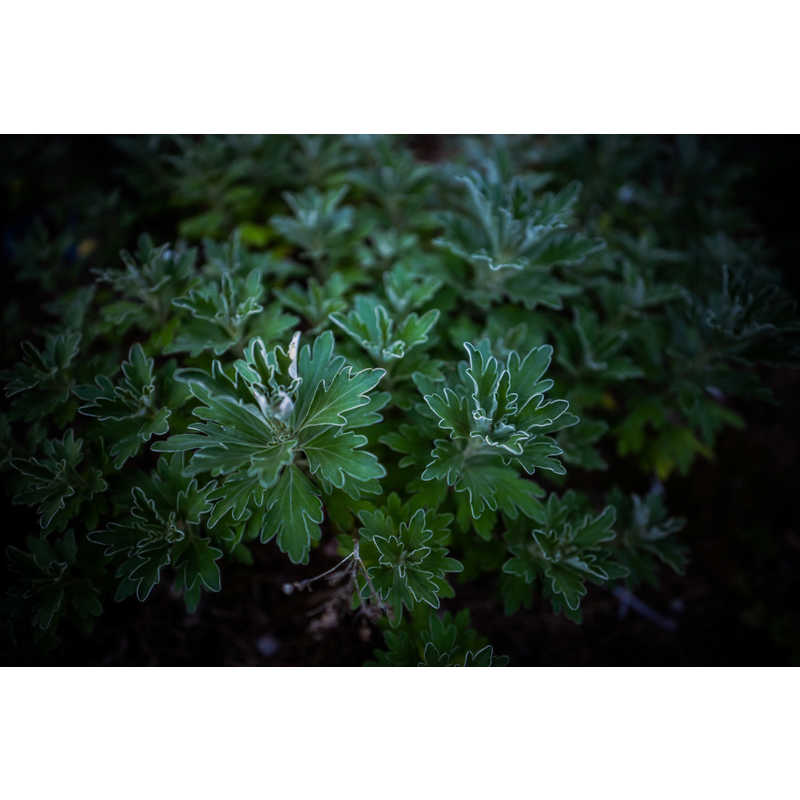 シグマ シグマ カメラレンズ  (ソニーE用/フルサイズ対応) Art 20mm F1.4 DG DN Art 20mm F1.4 DG DN