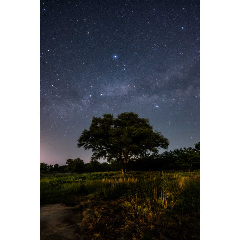 シグマ シグマ カメラレンズ  (ライカSL/TL用) Art 14mm F1.4 DG DN Art 14mm F1.4 DG DN