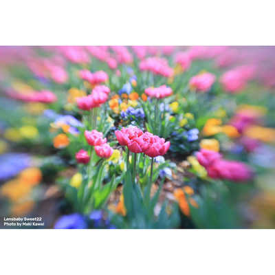 レンズベビー カメラレンズ (フジフイルムX用) Sweet 22 22mm F3.5 の