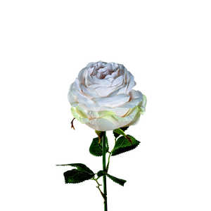LEONARDO 12P S 造花 ホワイトローズ POESIA 018686-CN LEONARDO 12P S 造花 ホワイトローズ POESIA 018686-CN