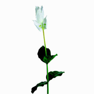 LEONARDO 造花 ホワイトメディニラ POESIA 076440 LEONARDO 造花 ホワイトメディニラ POESIA 076440