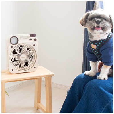 クマザキエイム 卓上扇風機 DCモーター搭載 (省エネタイプ) 自動首振り