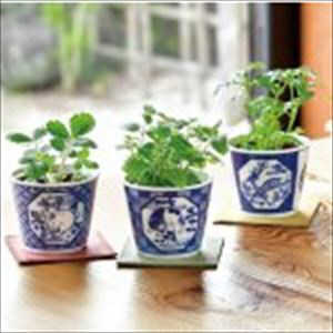 ����ƫ�� ���վ��� ��� BONSAI ������ �磻��ɥ��ȥ��٥꡼