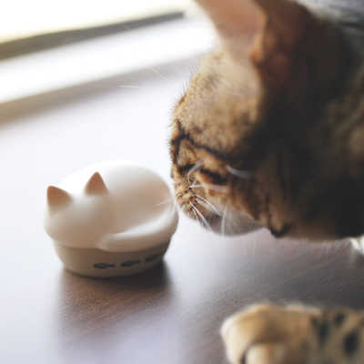 ラディウス 完全ワイヤレスイヤホン NEKO 猫 ミックス [ ワイヤレス