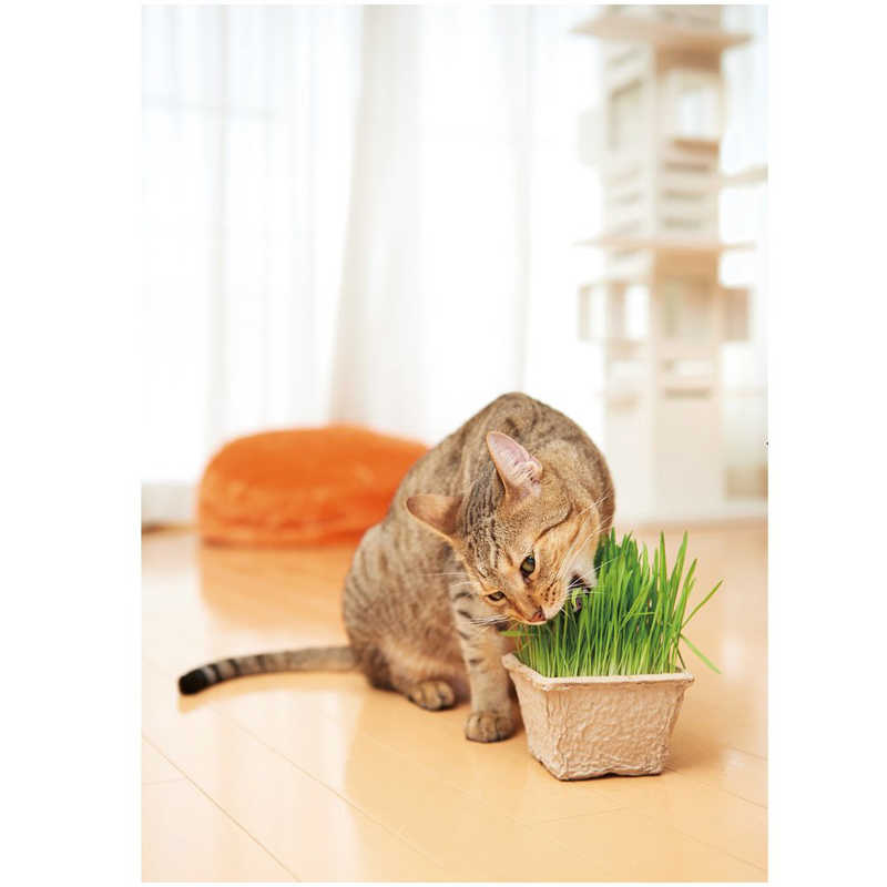 エイムクリエイツ エイムクリエイツ GLDog&CatGrassSet犬と猫が好きな草栽培セット  