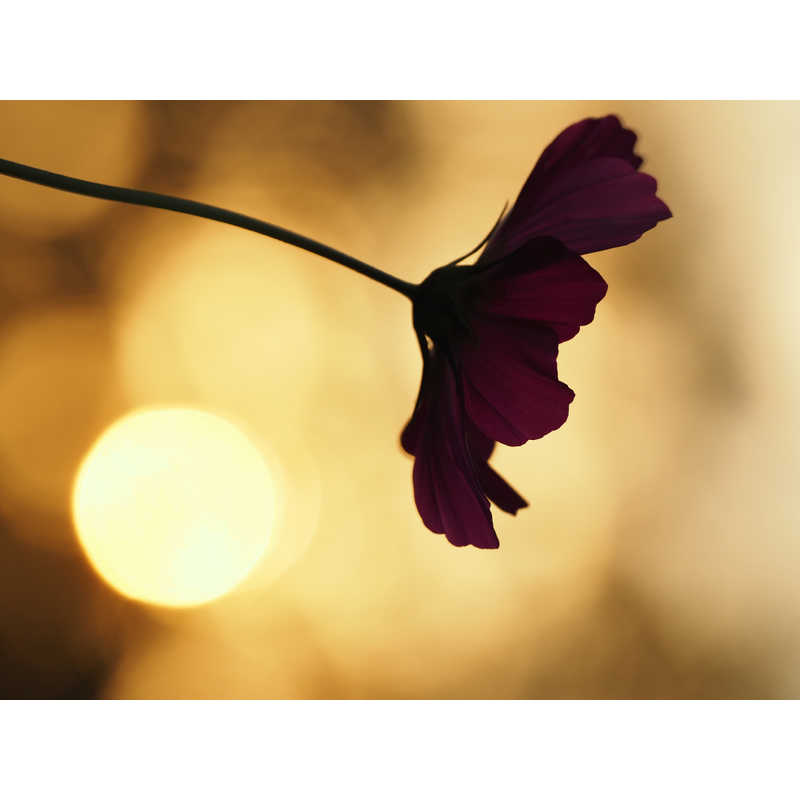 OMSYSTEM OMSYSTEM カメラレンズ M.ZUIKO DIGITAL ED 40-150mm F4.0 PRO (マイクロフォーサーズ /ズームレンズ)  