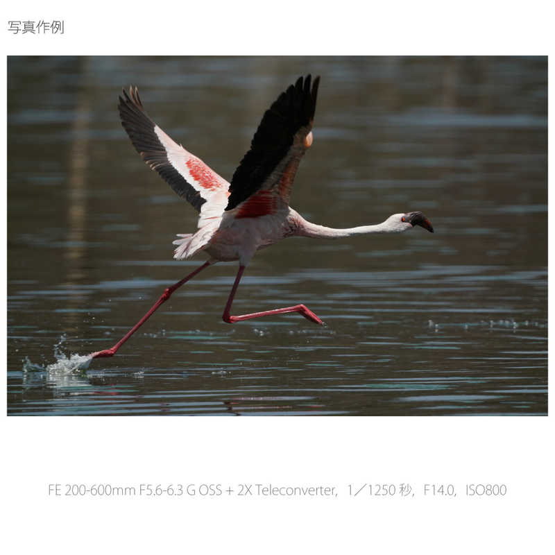 ソニー　SONY ソニー　SONY カメラレンズ FE 200-600mm F5.6-6.3 G OSS SEL200600G FE 200-600mm F5.6-6.3 G OSS SEL200600G