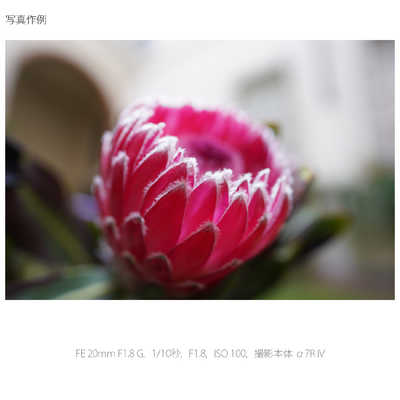 Sony SEL20F18G 20mm F1.8 レンズ PLフィルター