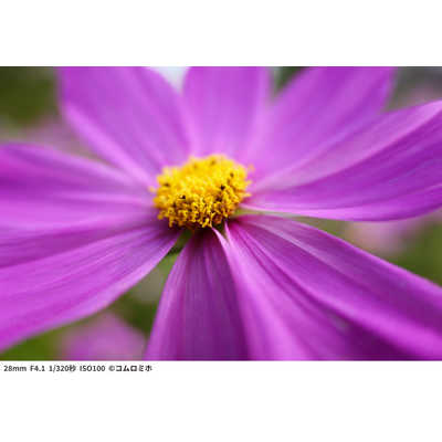 パナソニック Panasonic カメラレンズ LUMIX S 28-200 mm F4-7.1 パナソニック Panasonic カメラレンズ LUMIX S 28-200 mm F4-7.1