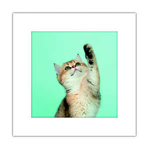 まいにち アートトワレ ねこ アートトワレネコ