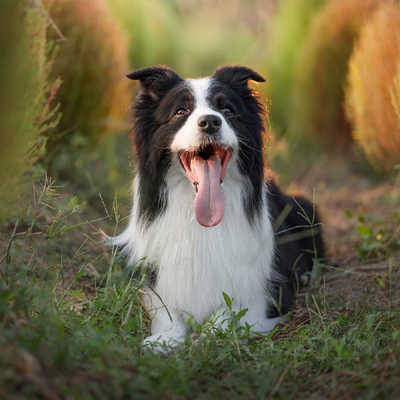 VILTROX AF 85mm F2.0 EVO ニコンZマウント ［ニコンZ / 単焦点レンズ