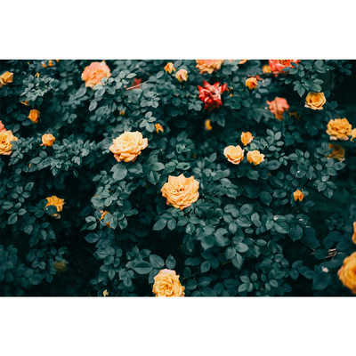 レンズ(単焦点) SGimage AF 25mm F/1.8 FUJIFILM X Mount SGIMAGE SG-image AF 25mm F1.8 富士フイルムXマウント APS-C