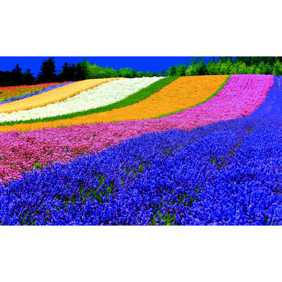 アイワ AIWA 液晶テレビ [ 43V型 / 4K対応 ]【ビックカメラグループ