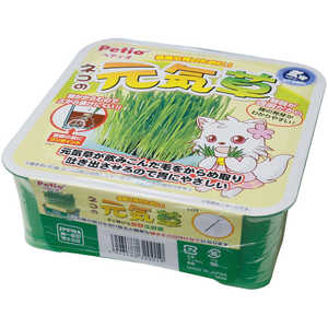 ペティオ ネコの元気草 