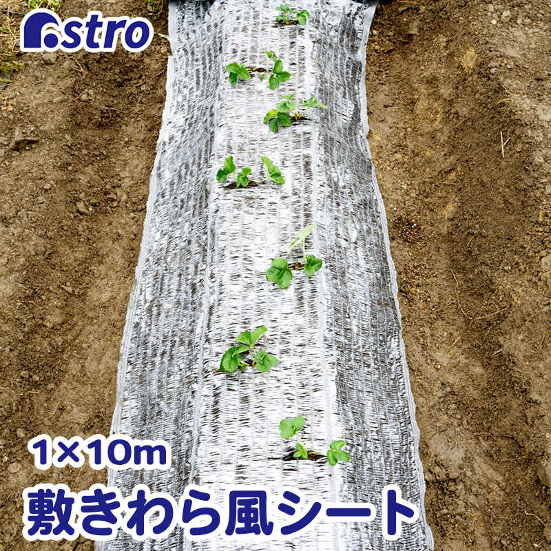 アストロ アストロ 敷きわら風キラキラシート1×10m 530-09 530-09