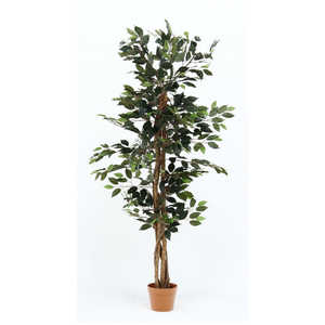 不二貿易 観葉植物 フィカス 690 A 52661 不二貿易 観葉植物 フィカス 690 A 52661