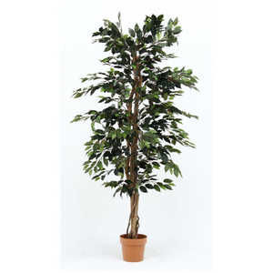 不二貿易 観葉植物 フィカス 1124 A 52662 不二貿易 観葉植物 フィカス 1124 A 52662