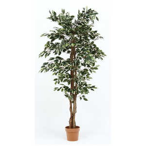 不二貿易 観葉植物 フィカス 1124 B 52664 不二貿易 観葉植物 フィカス 1124 B 52664