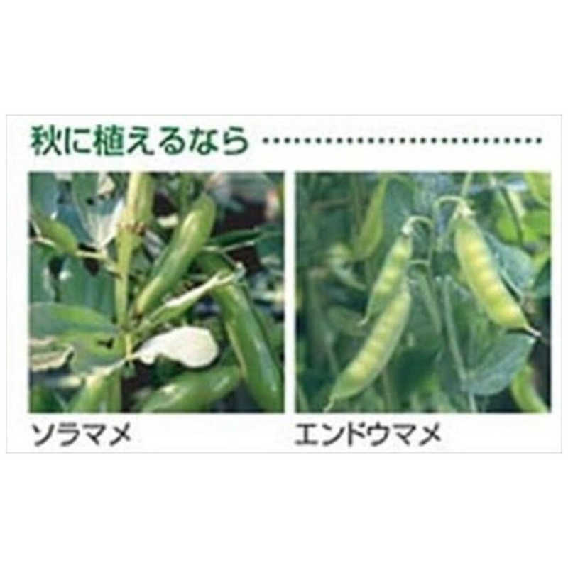 リッチェル リッチェル 菜園上手丸36型 グリーン サイエンジョウズマル36ガタ サイエンジョウズマル36ガタ