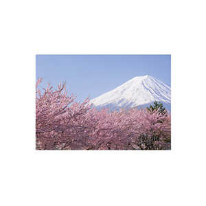 セキセイ パックンカバーノート高透明A5富士山 春 PKN-735 セキセイ パックンカバーノート高透明A5富士山 春 PKN-735