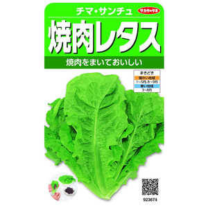 サカタのタネ 実咲 焼肉レタス(緑) チマ・サンチュ 923674