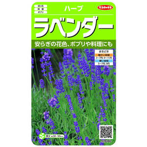 サカタのタネ 実咲 ハーブ ラベンダー 928086