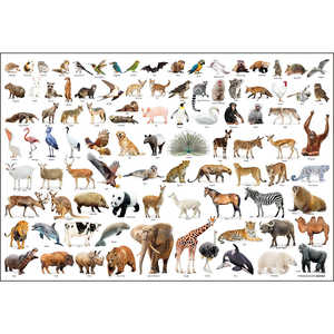 ビバリー ジグソーパズル 300-210 Animal Collection 
