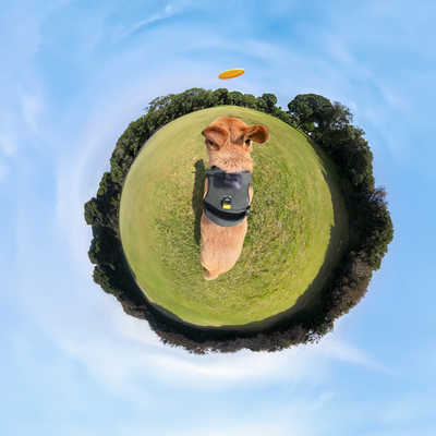 INSTA360 ペット用ハーネスマウント Lサイズ X5 / AcePro2 / X4 / GO3S